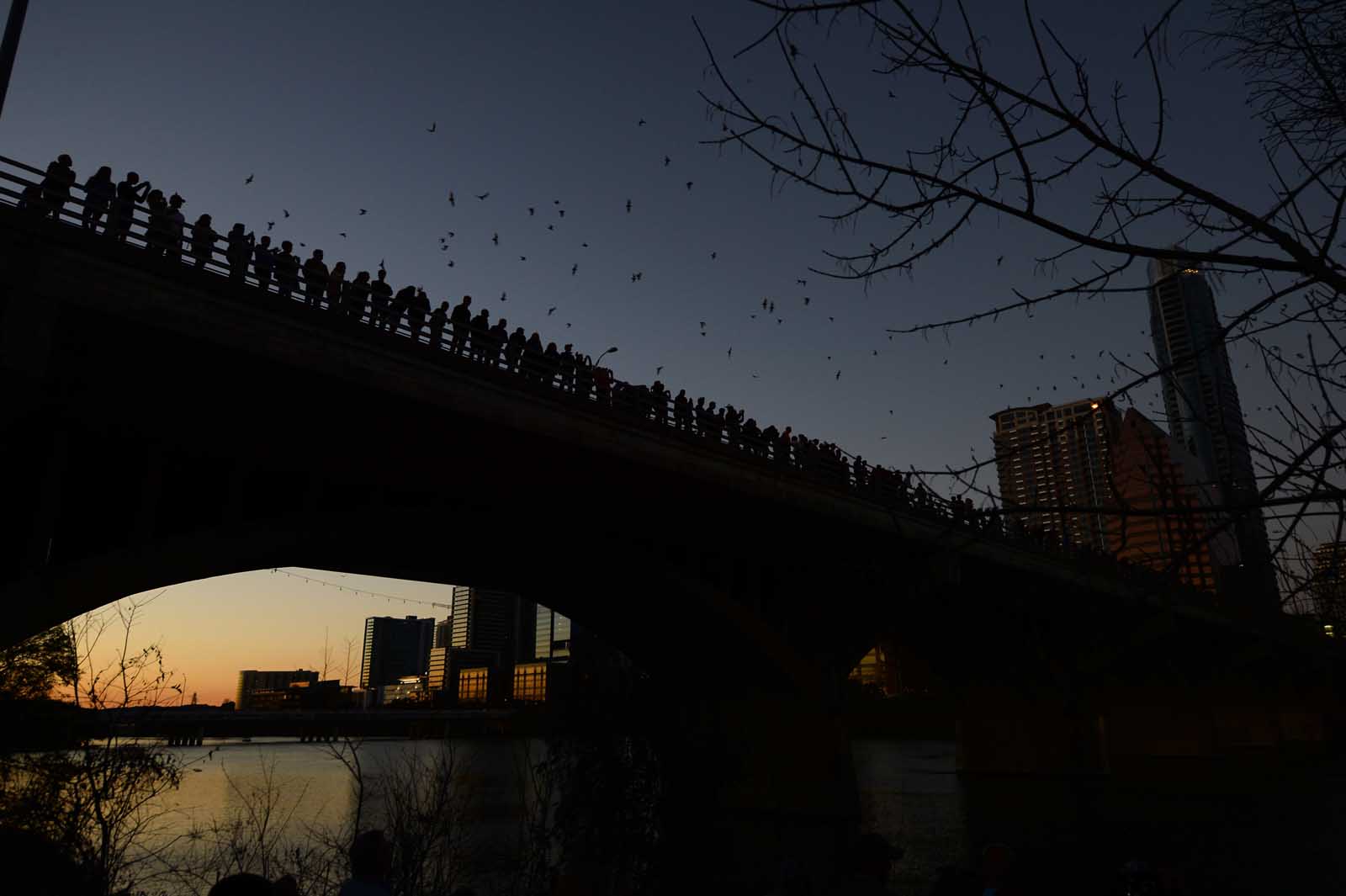 Things to do in Austin Bat Colony