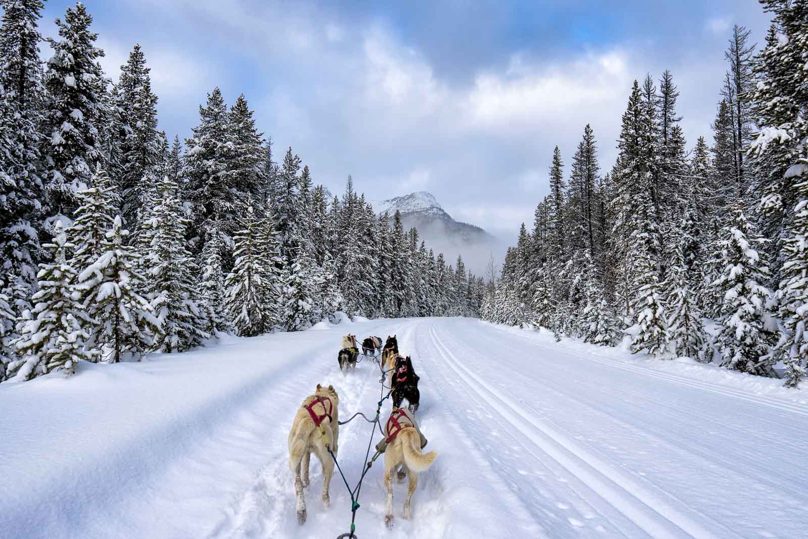 Things to do in Banff Alberta Dogsledding 