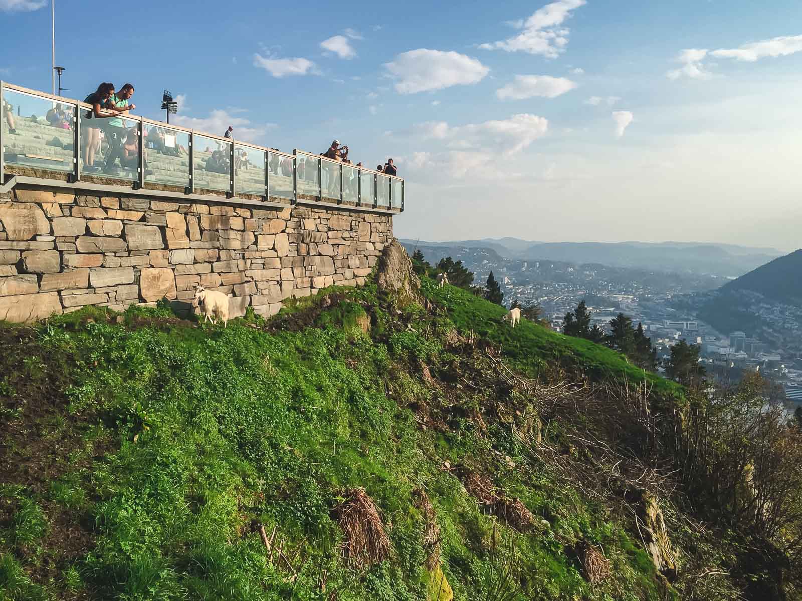 Things to do in Bergen Mountain Goats at Floibanen Funicular in Bergen Norway