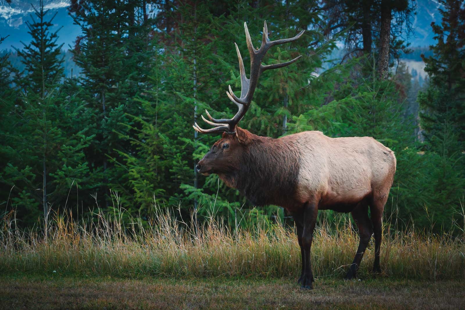 things to do in jasper national park wildlife elk