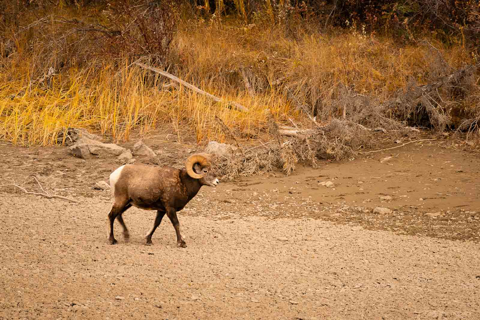 Things to do in Jasper National Park Big Horn Sheep