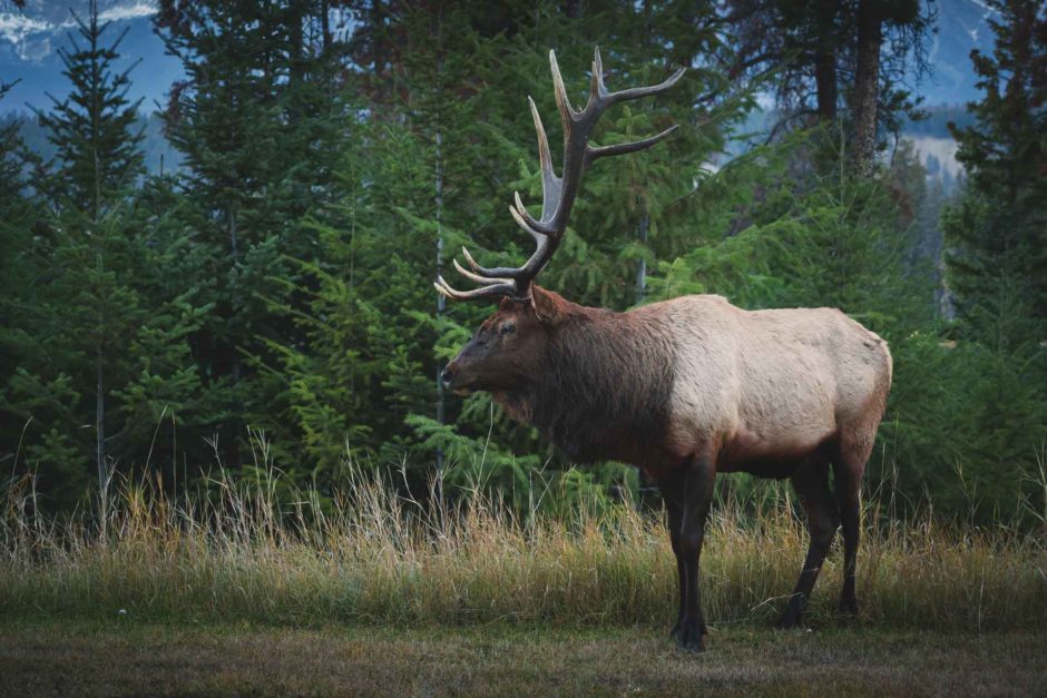 jasper wildlife elk