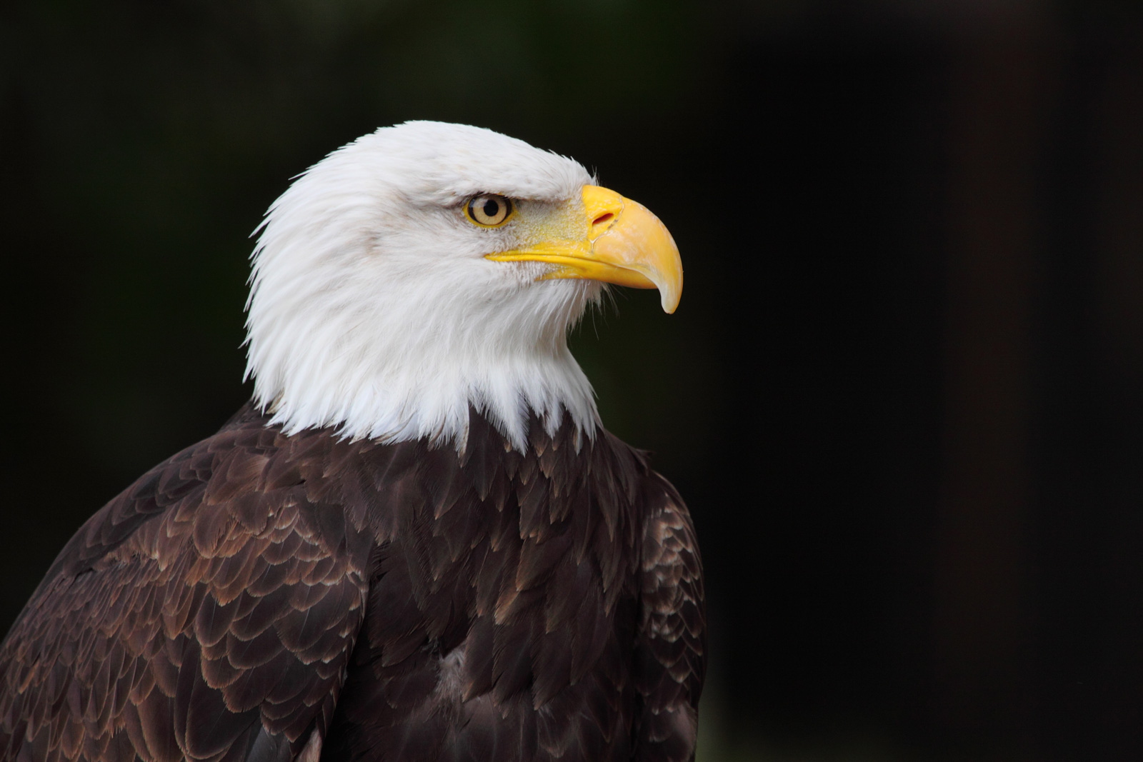 Things to do in Ketchikan  Eagle Center