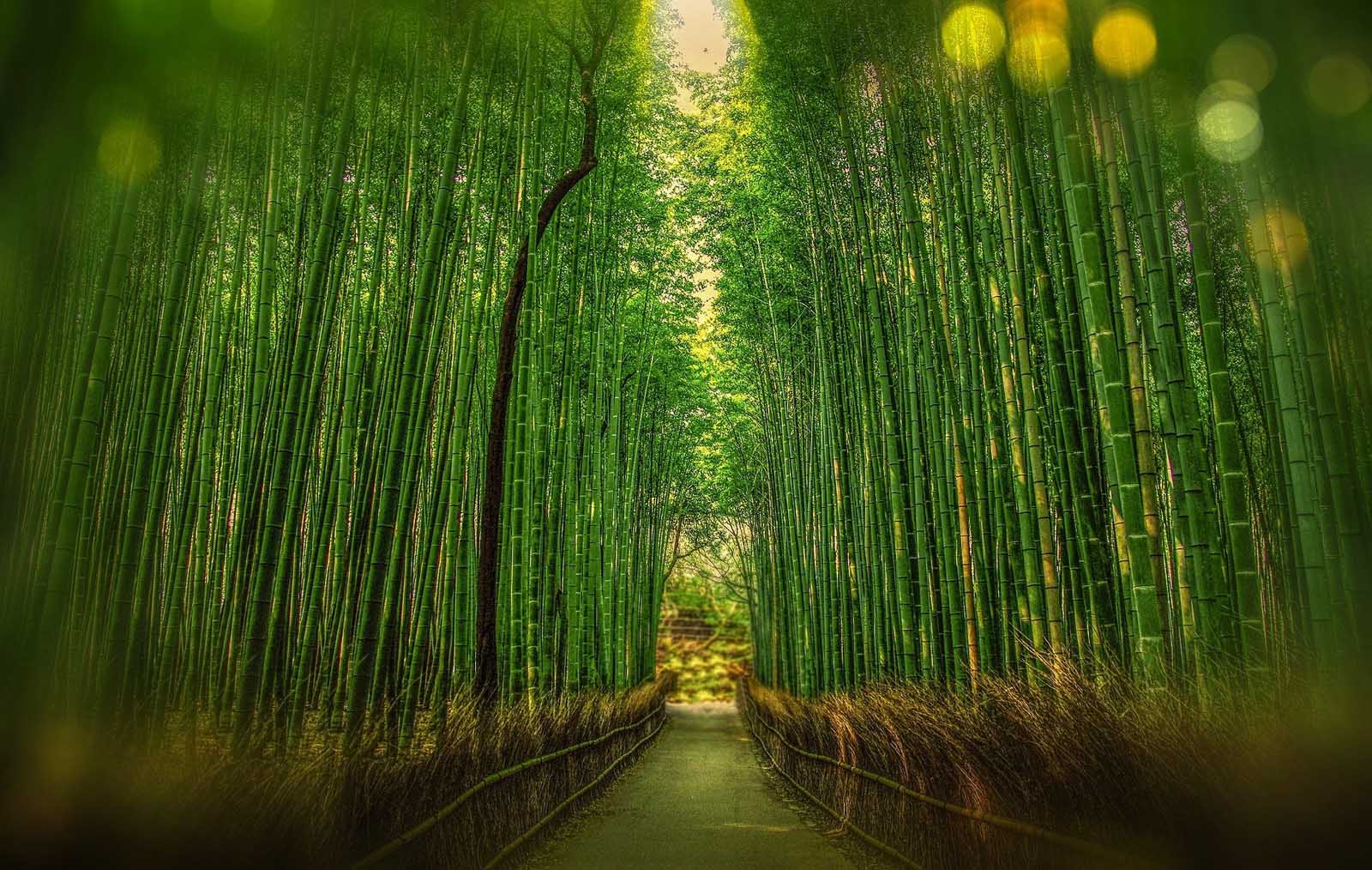 best places to visit in Kyoto Japan Arashiyama bamboo grove