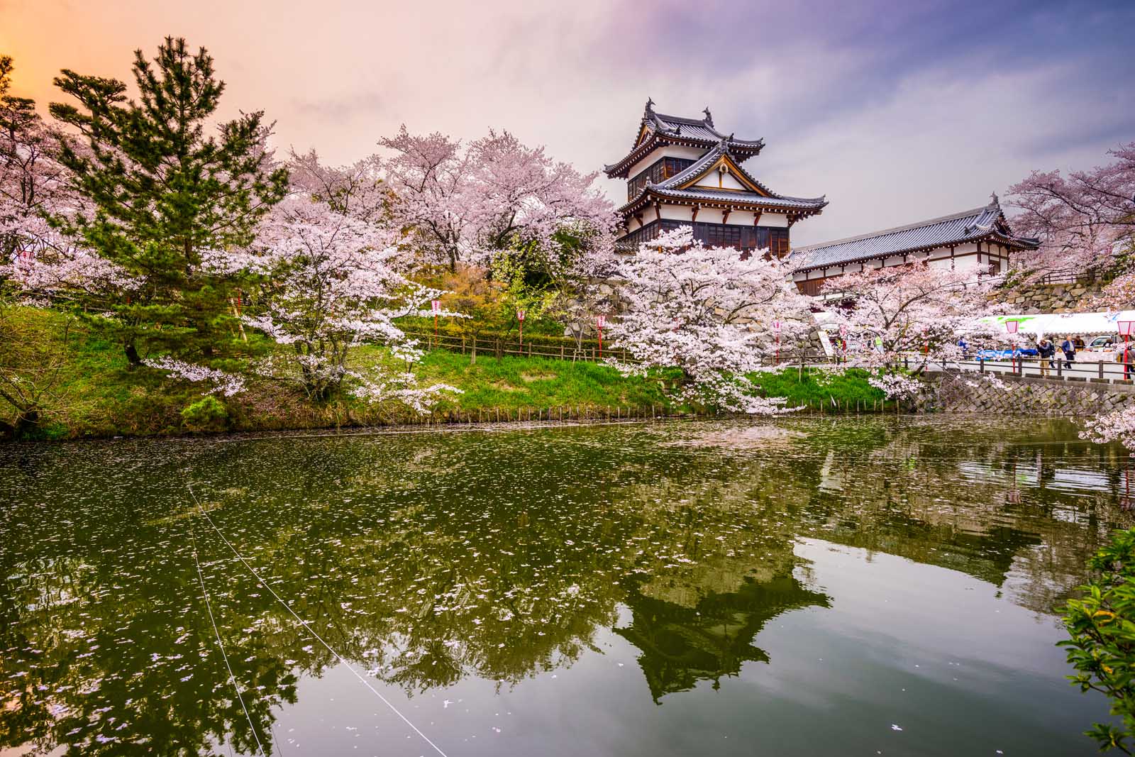 Cherry Blossoms Things to do in Kyoto Japan