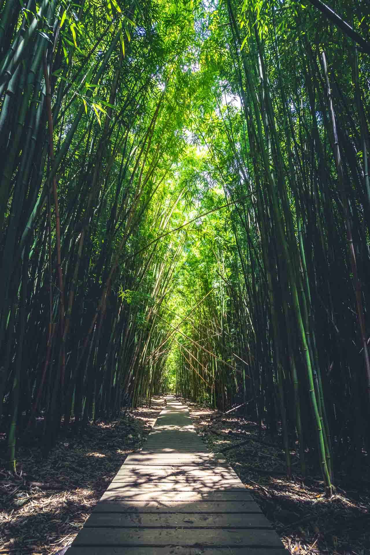 Hike the Bamboo forest in Maui