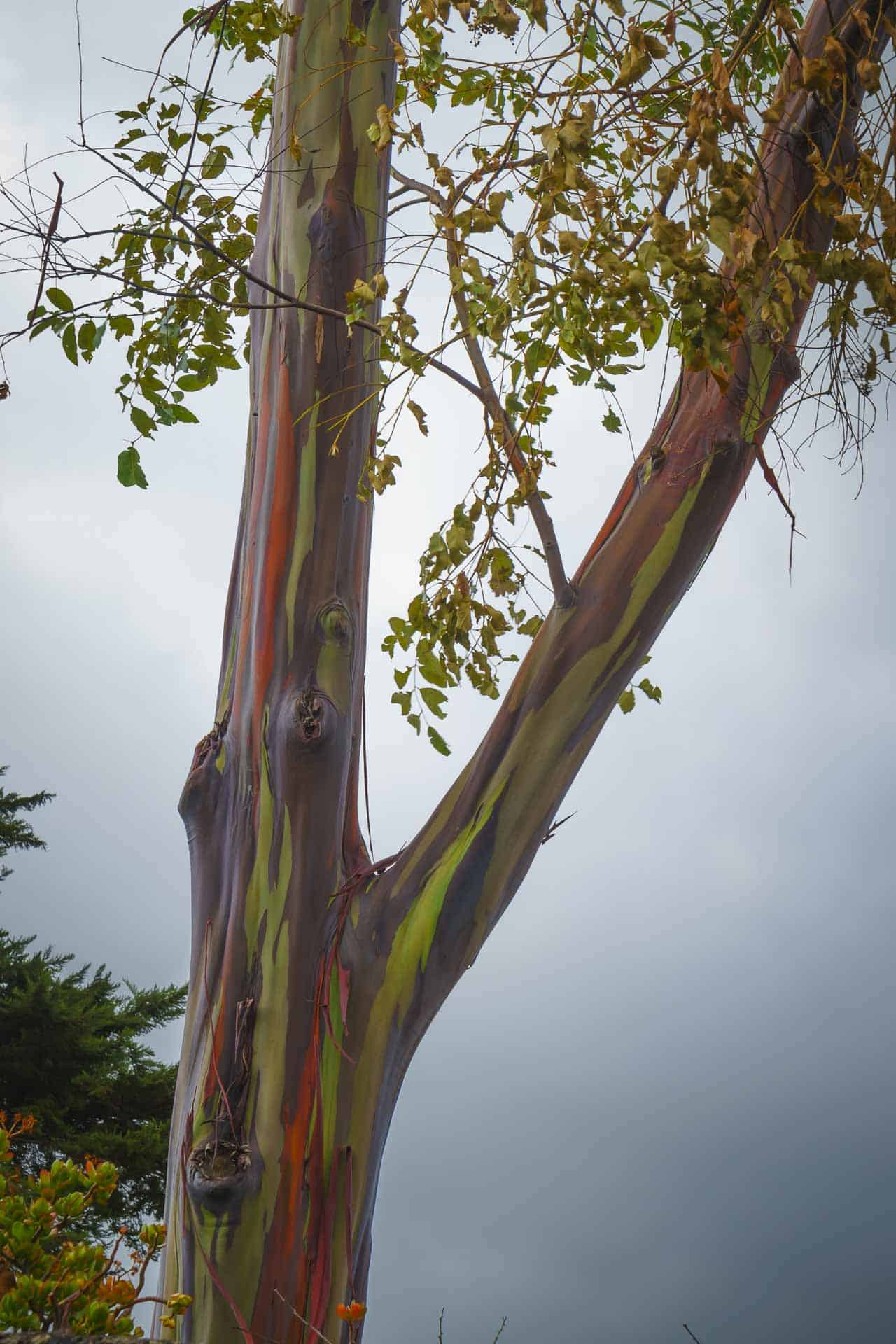 The Rainbow Trees of Maui