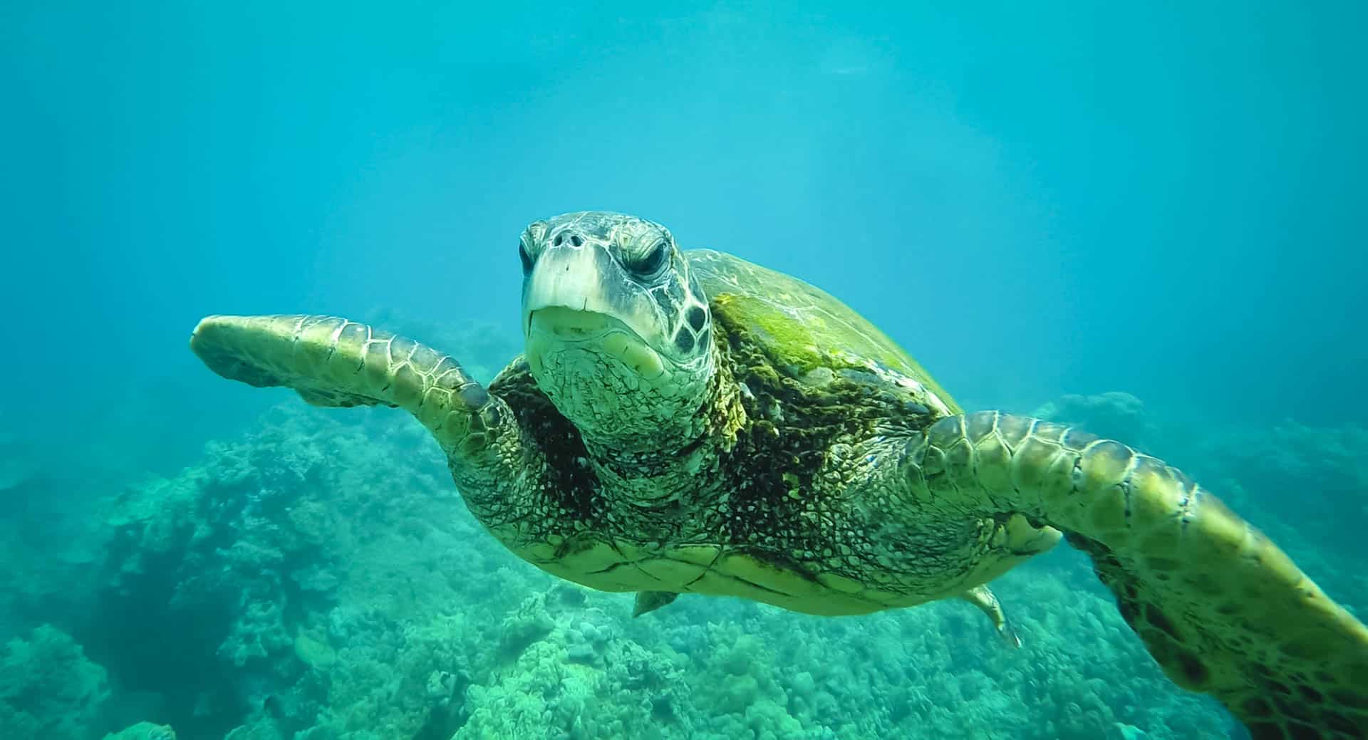 Snorkel with Sea Turtles in Maui