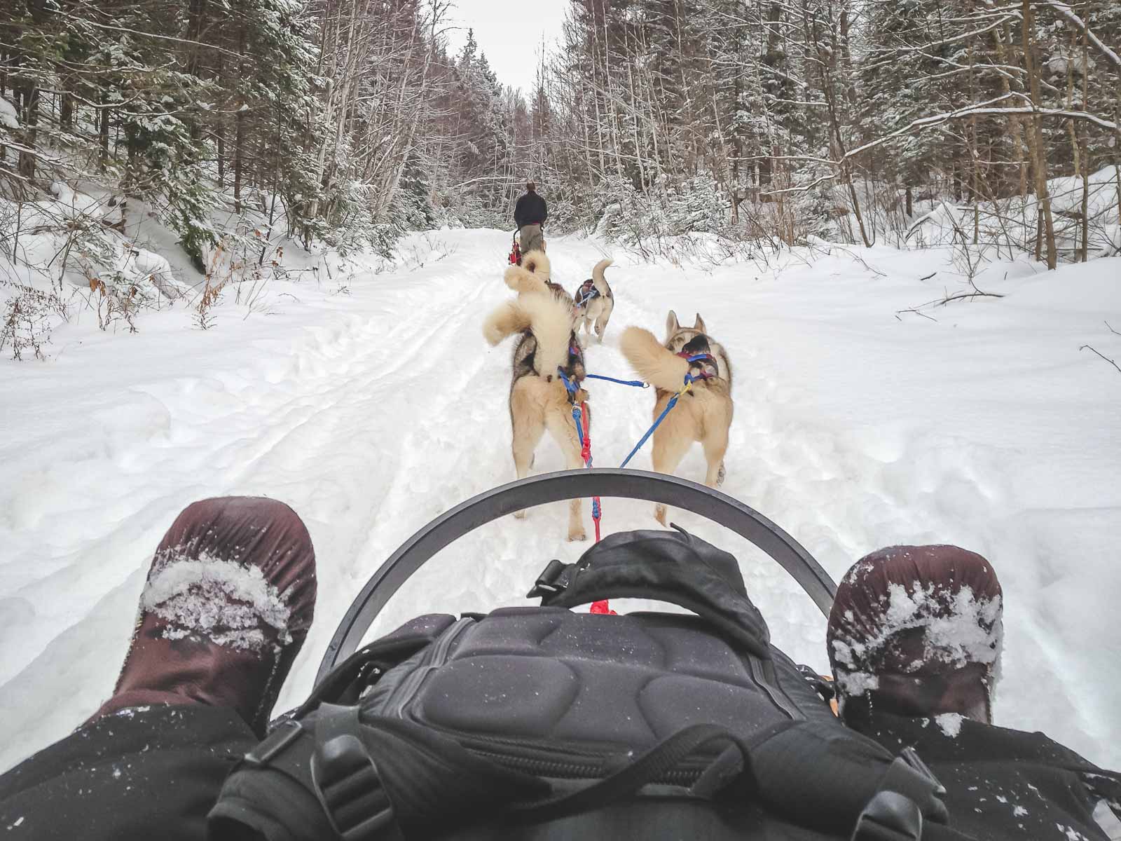 Things to do in Mont Tremblant Dogsledding