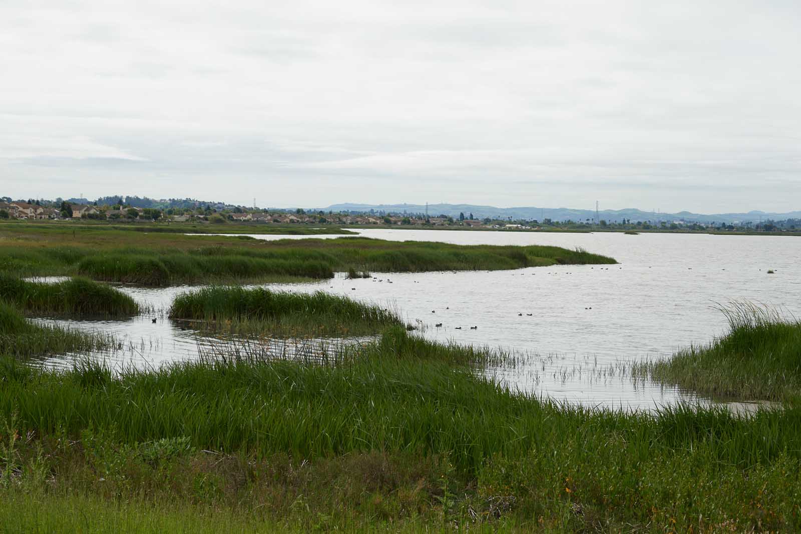 things to do in Napa Valley Wetlands Edge Park