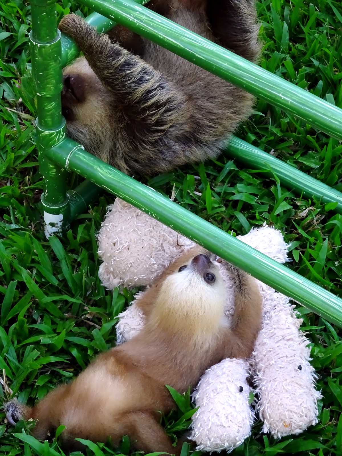 Things to do in Puerto Viejo Costa Rica Sloth Sanctuary