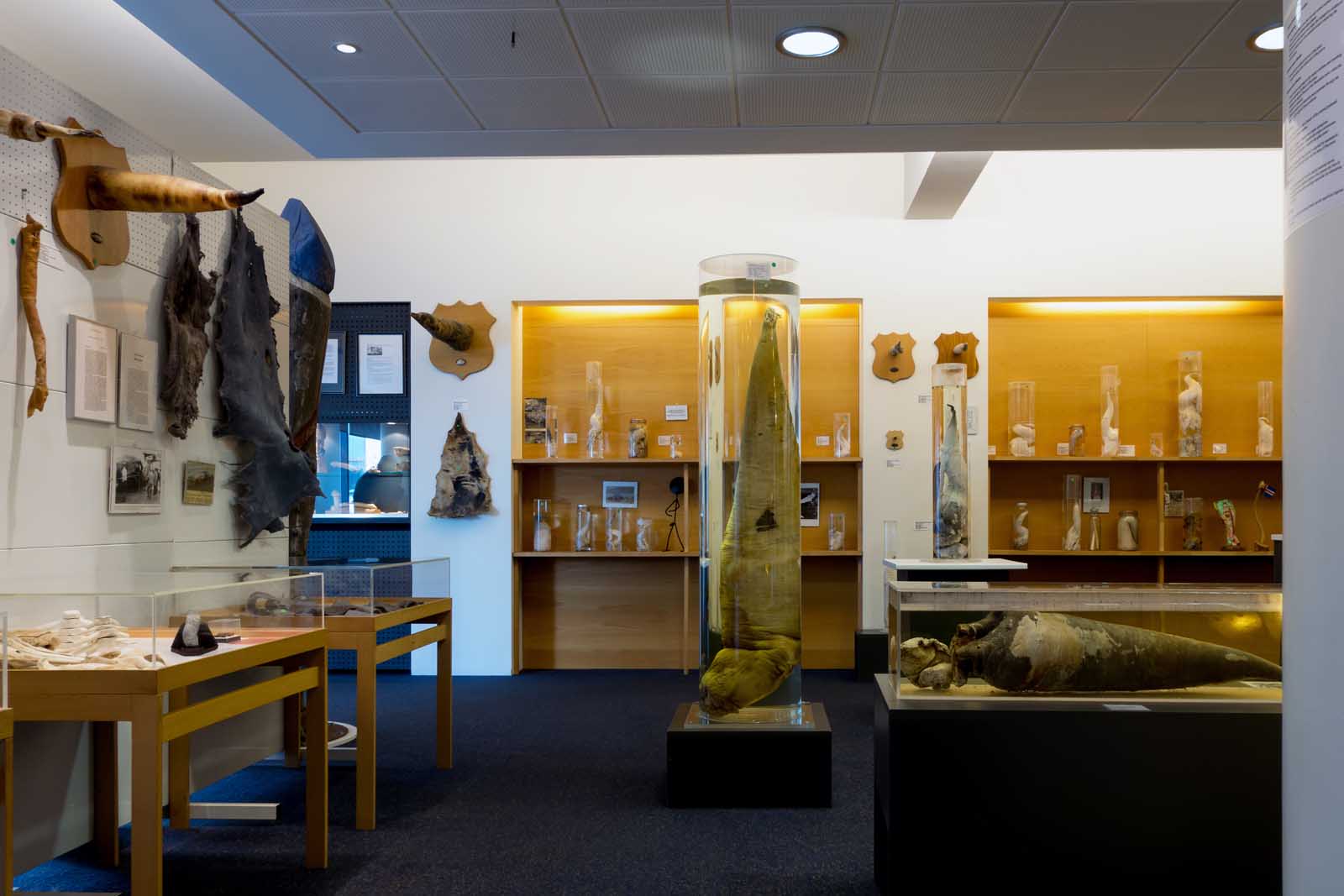 Things to do in Reykjavik Icelandic Phallological Museum