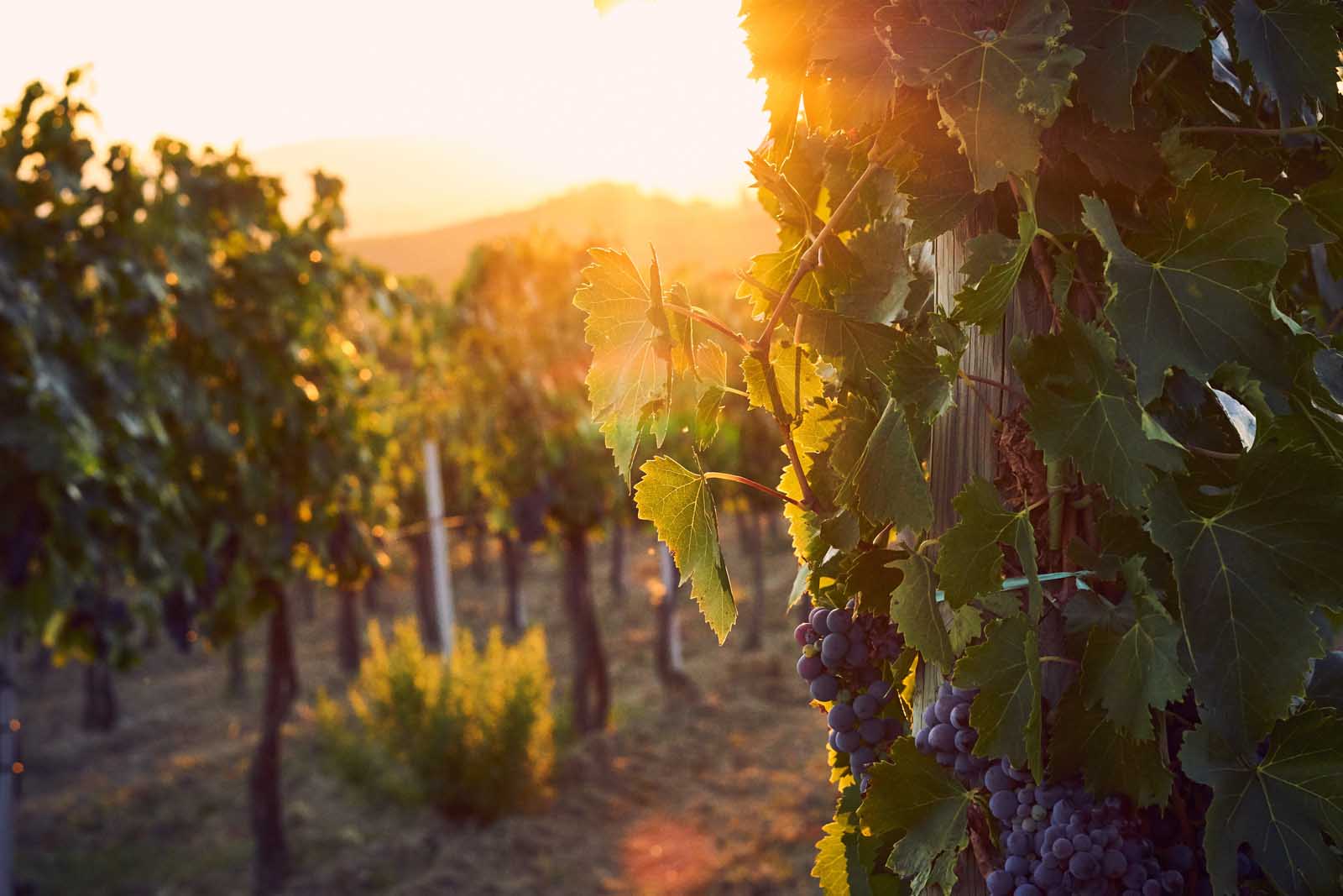 Verde Valley Wine Trail near Sedona Arizona