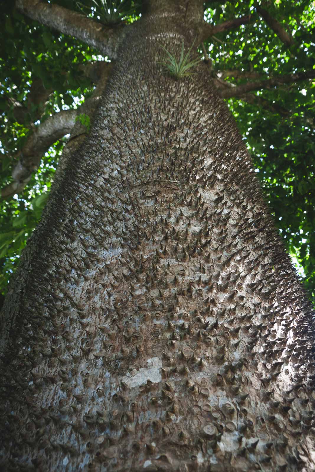 things to see in st kitts sandbox tree