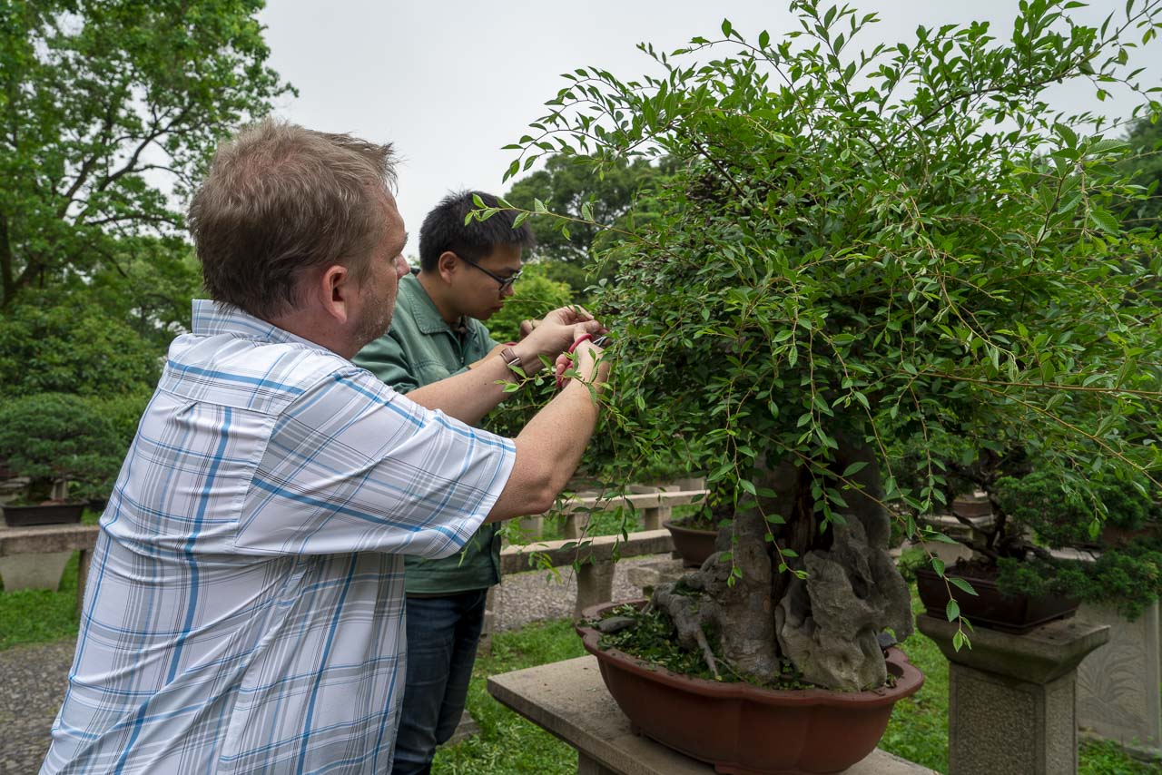 Dave learning to trim a bonsai tree