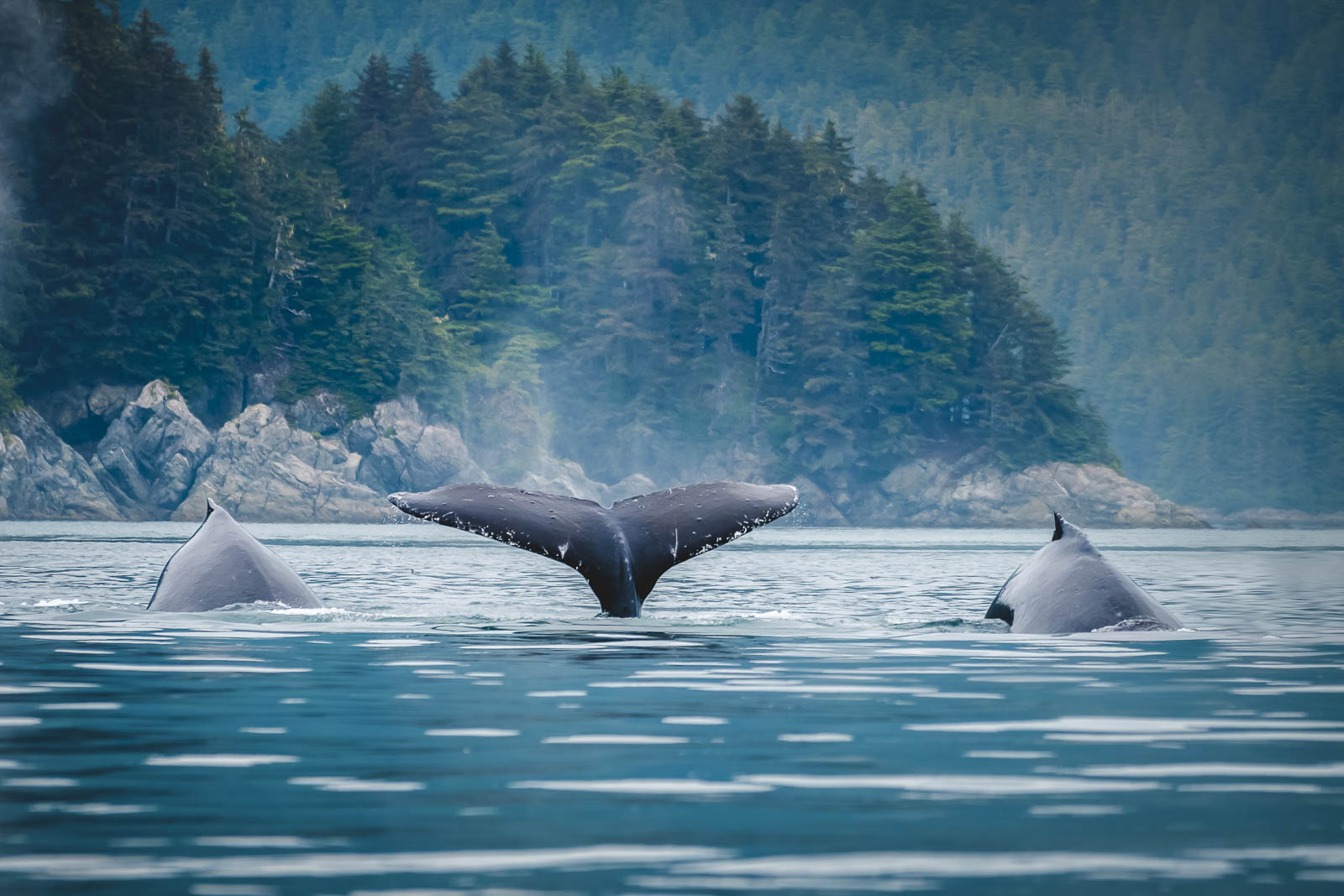 Things to do in Vancouver Canada Whale Watching
