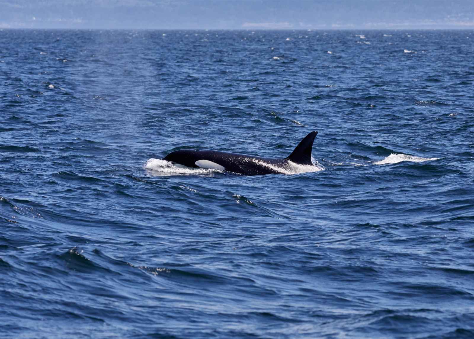 Coisas para fazer em aventuras de observação de baleias em Victoria BC