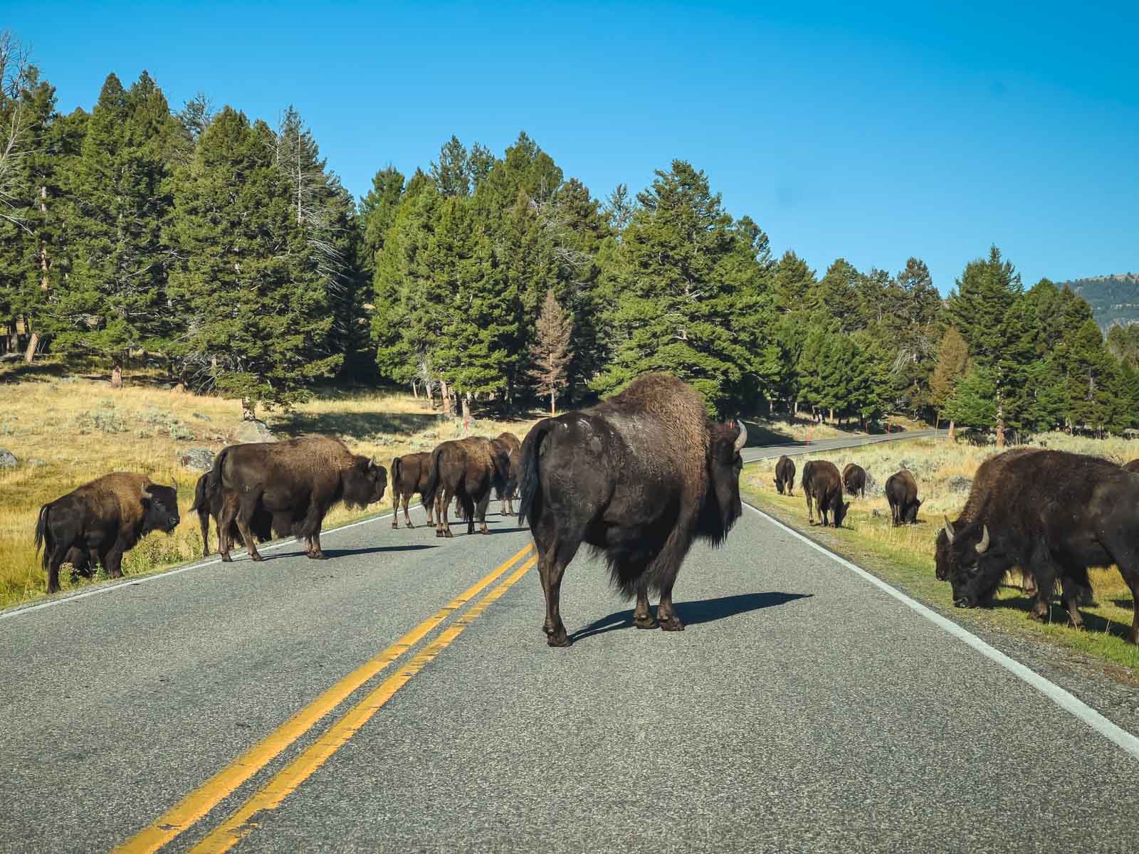 Things to do in Yellowstone National Park Lamar Valley Bison Road