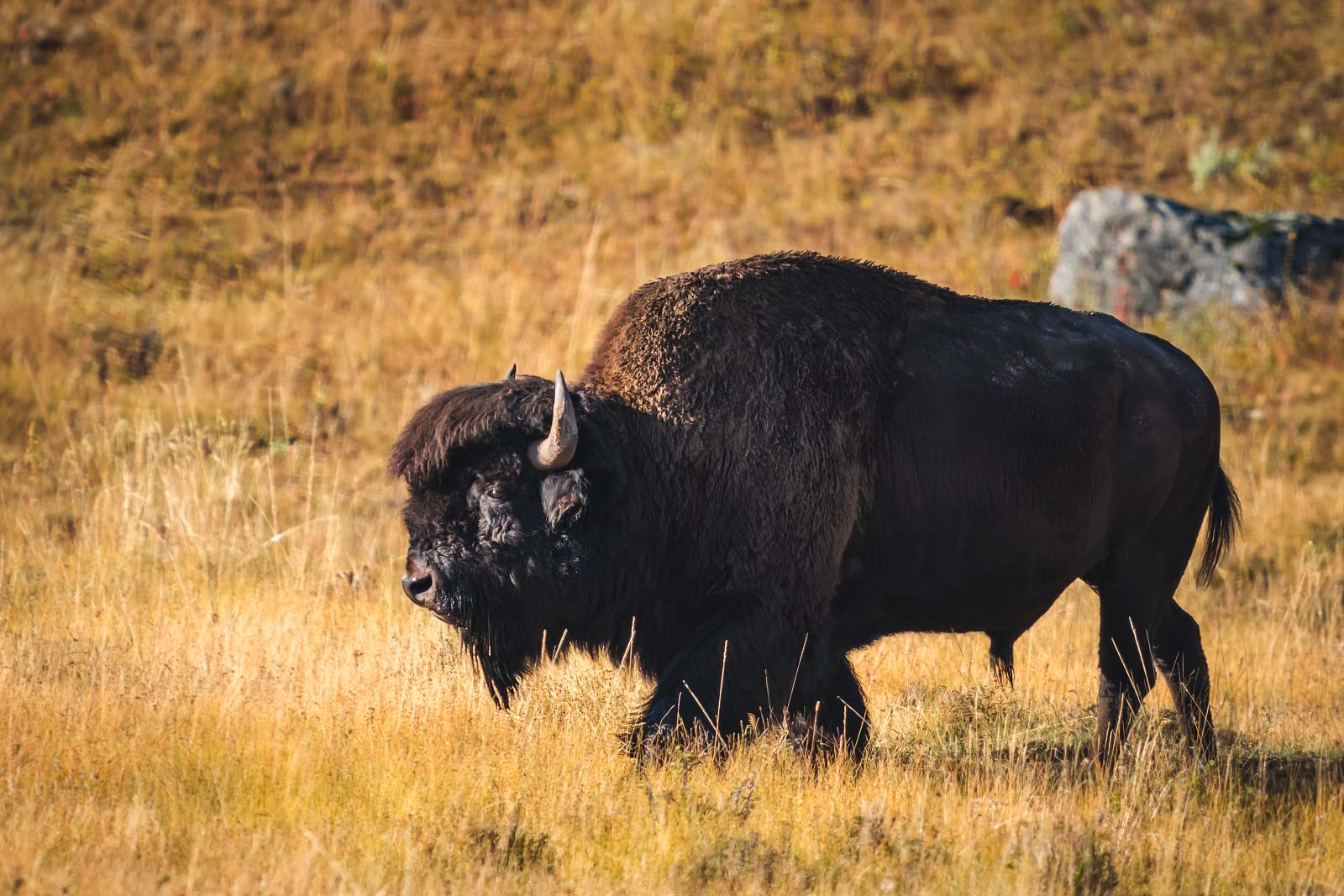 Things to do in Yellowstone National Park Bison Lamar Valley