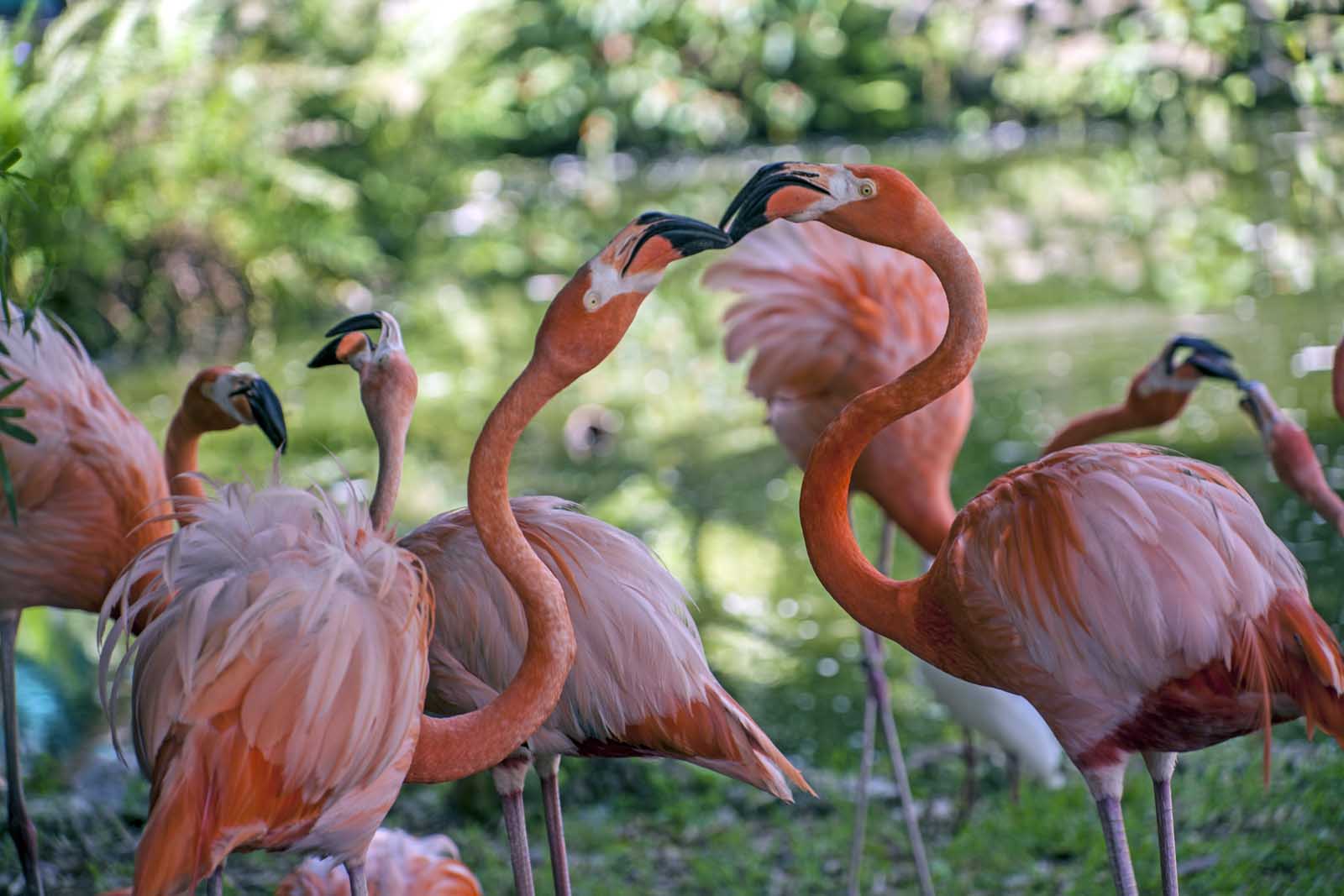 things to do in fort lauderdale Flamingo Gardens
