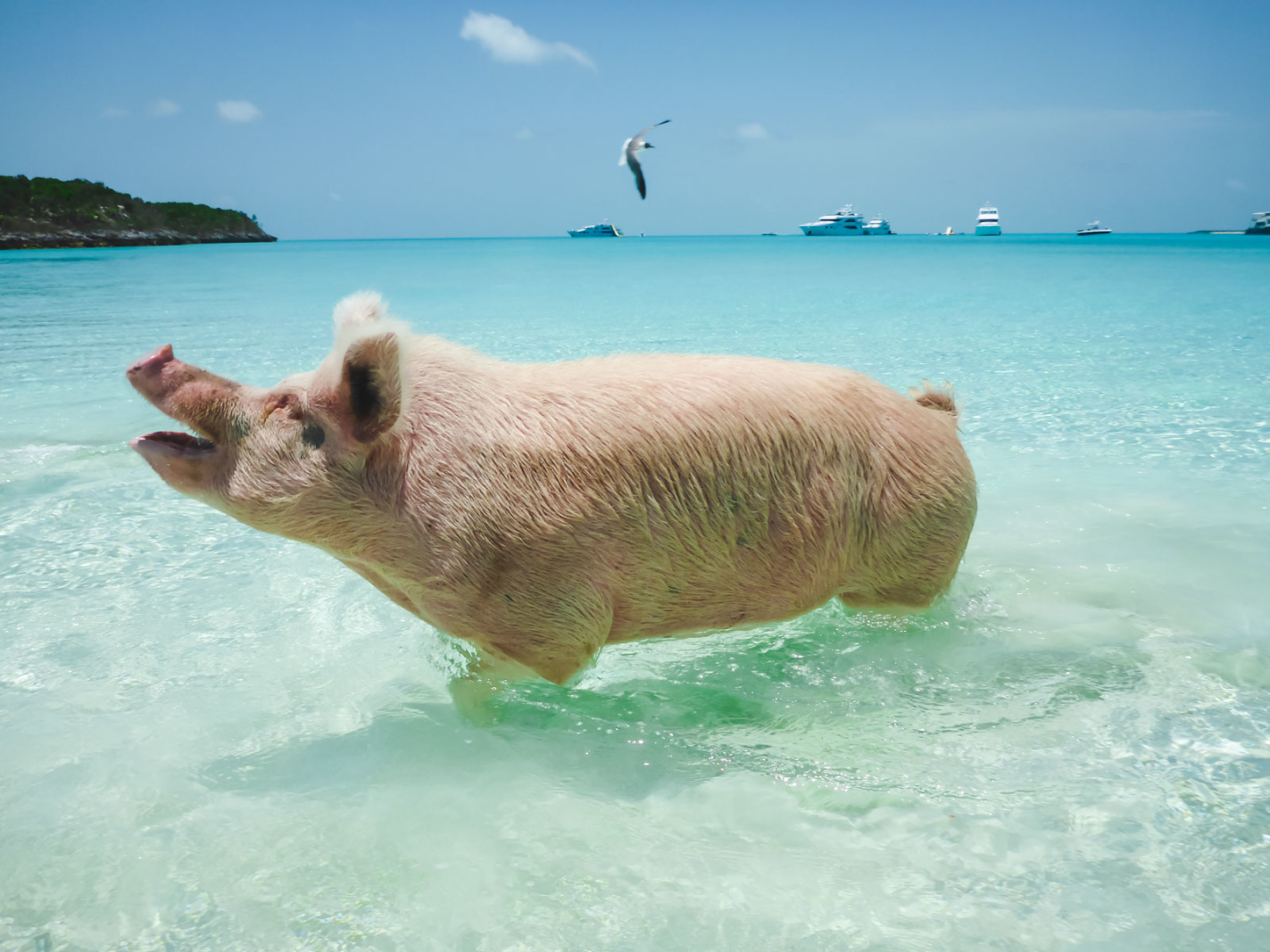 31 Best Things to Do In The Bahamas - The Planet D