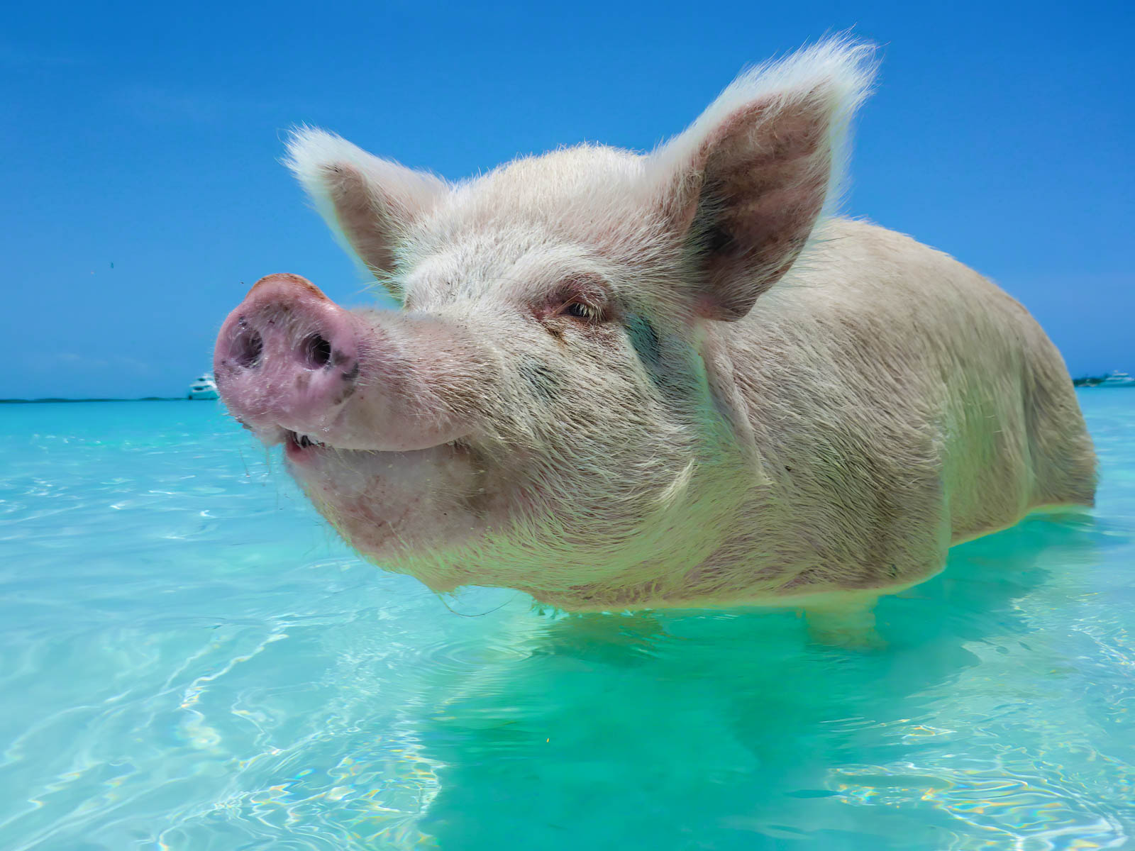 things to do in the bahamas pig beach