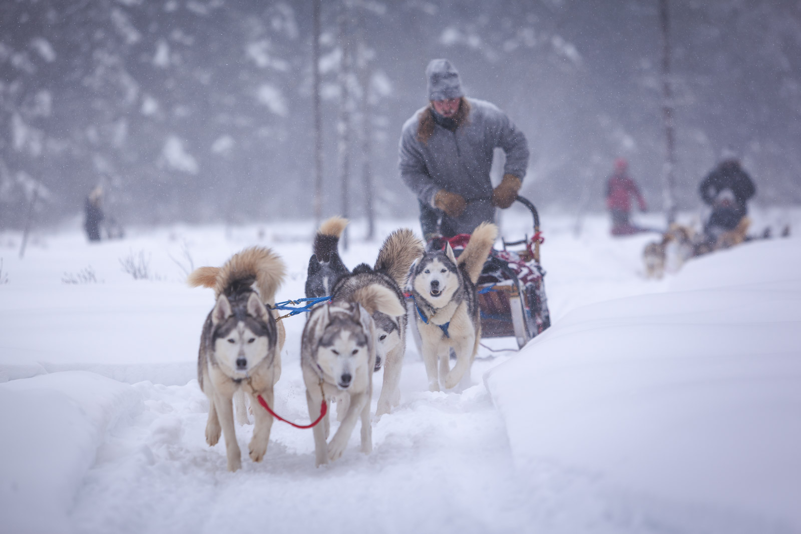 What to do in Ontario for winter dogsledding
