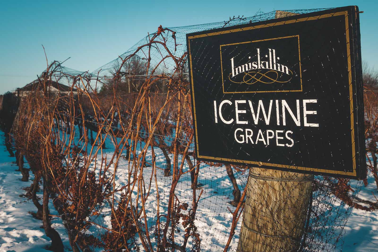 Niagara Ice Wine Festival during Winter in Ontario