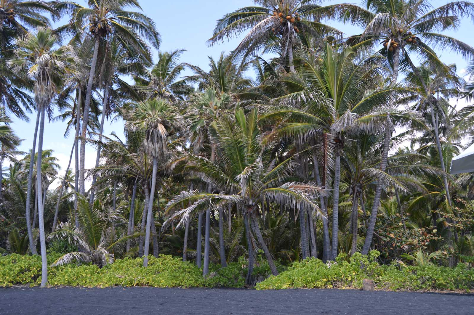 Top Things to do on the Big Island of Hawaii Kehena Beach