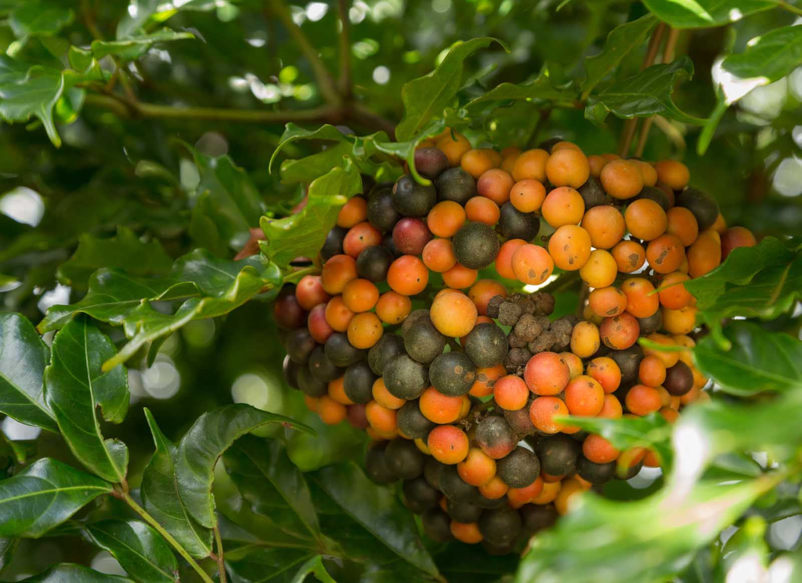 Things to do on the Big Island Kona Coffee