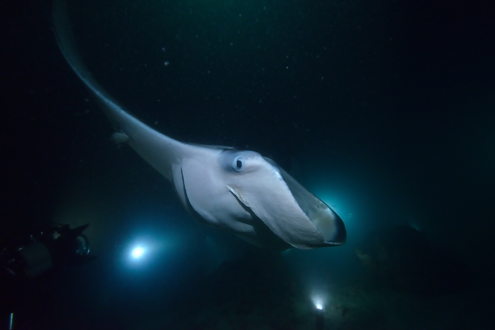 Things to do on the Big Island of Hawaii Night Diving With Manta Rays