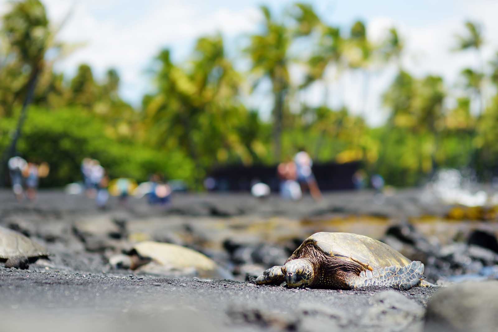 Fun Things to do on the Big island of Hawaii Punaluu Black Sand Beach