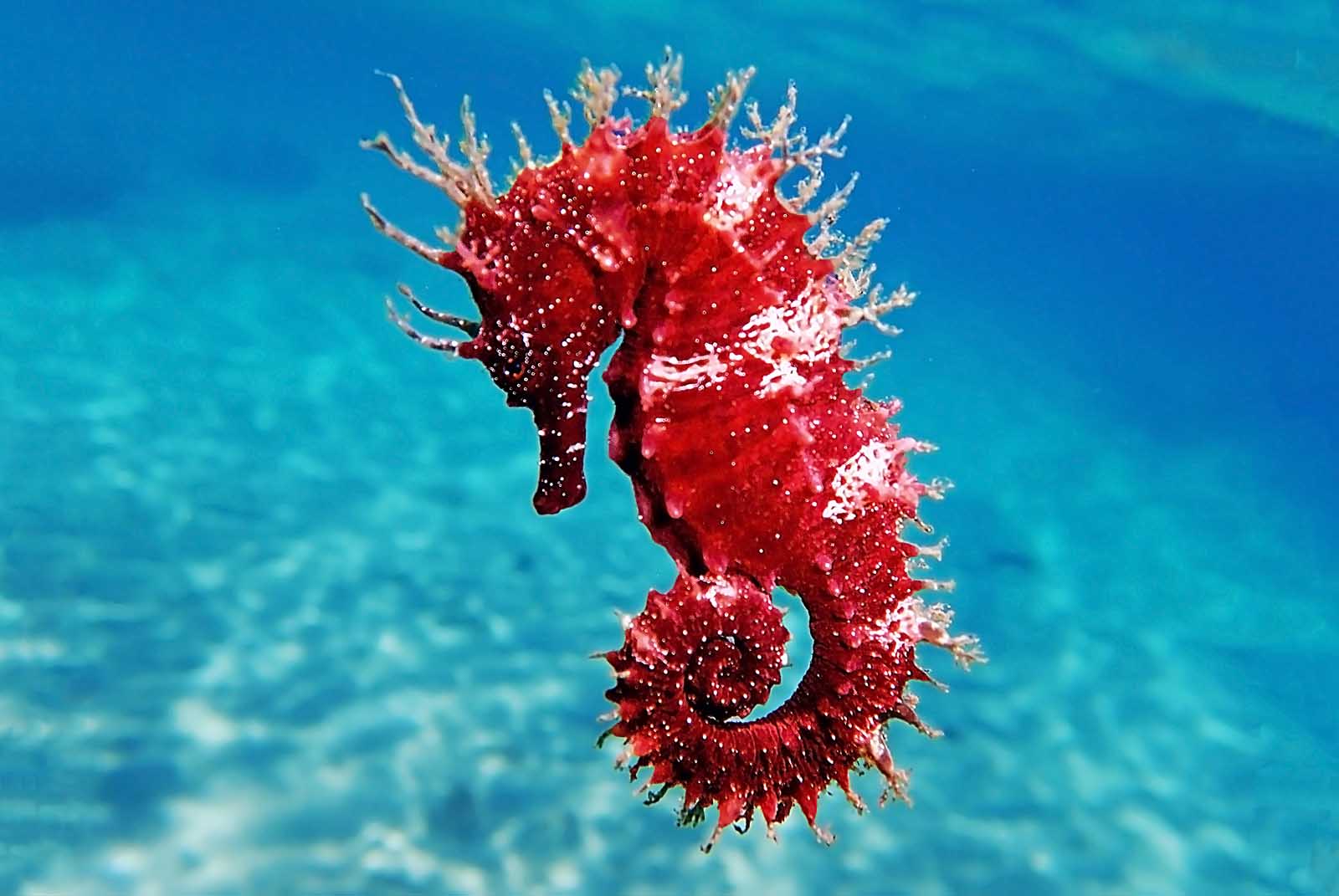 Fun things to do on the Big Island of Hawaii Seahorse Farm