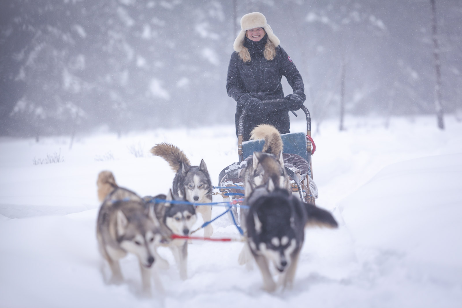Things to do in Canada Winter Dogsledding