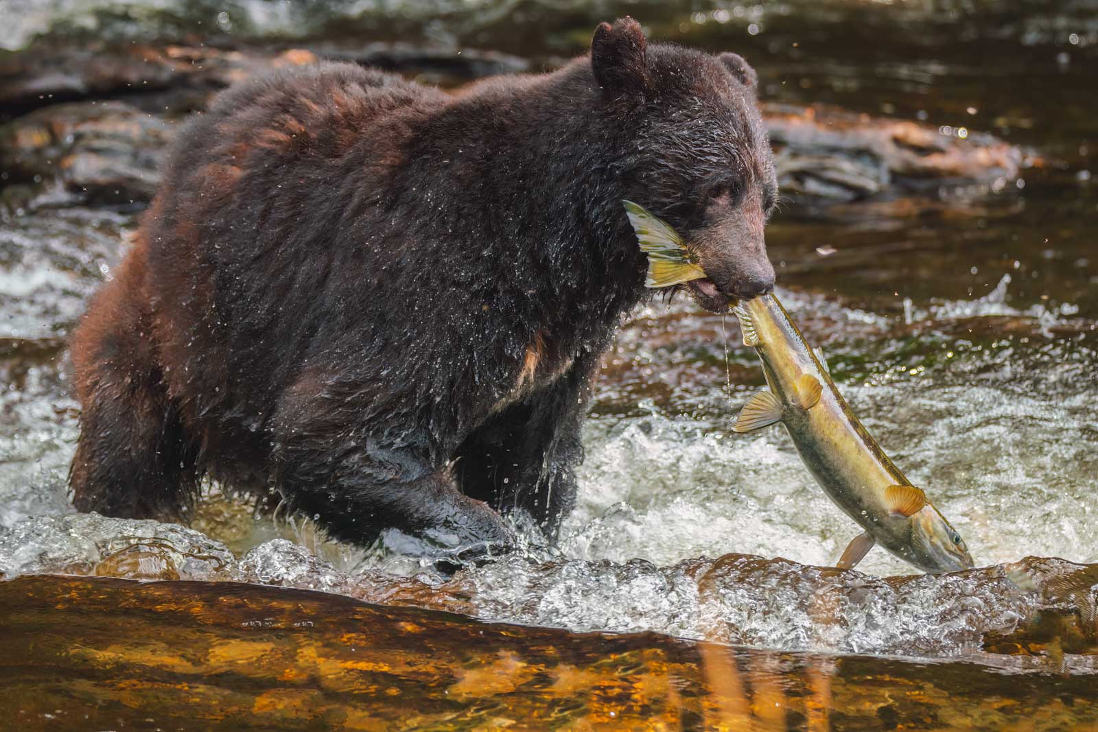 Things to do in Ketchikan Black Bears Feeding