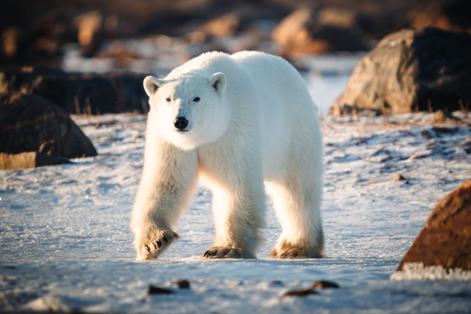 Things to do in Churchill Manitoba in 2024 - The Planet D