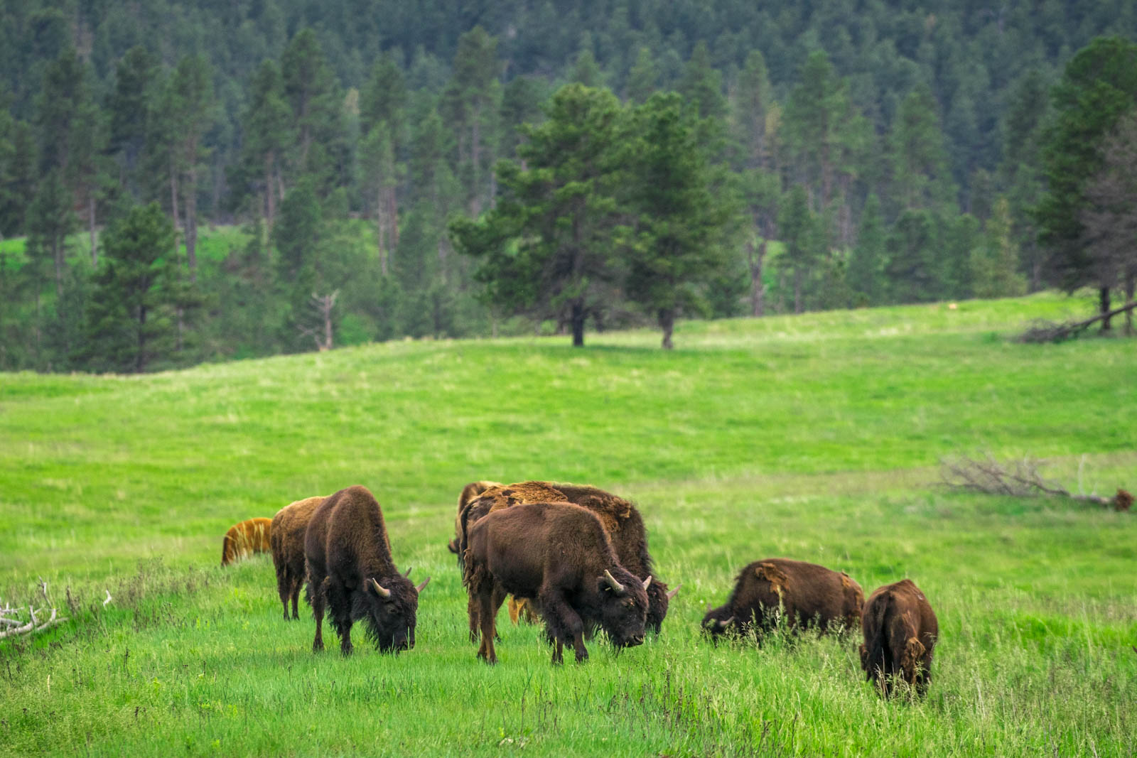Top Things to do in Custer State Park South Dakota