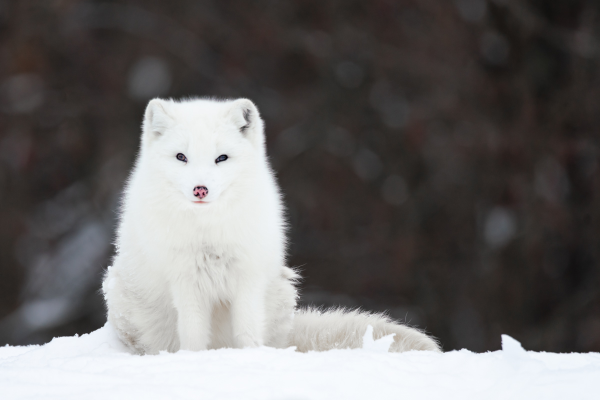 arctic fox in the tundra