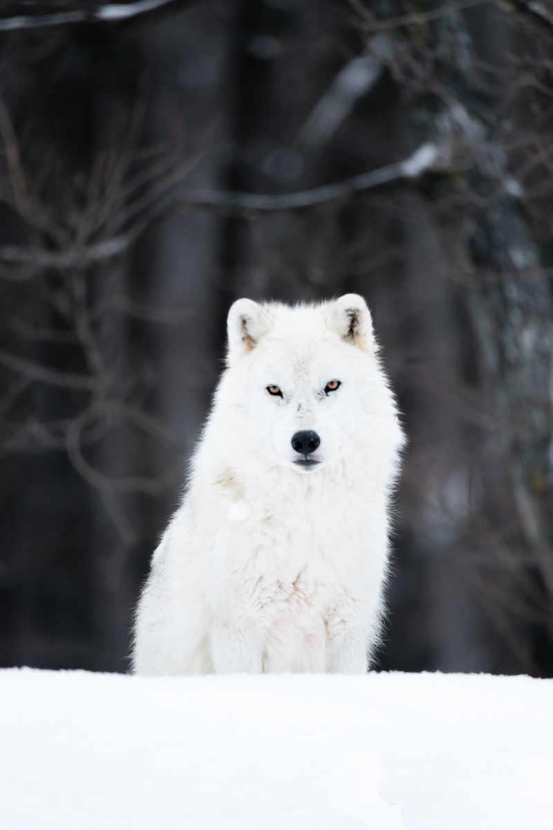 Arctic Wolves in the Tundra