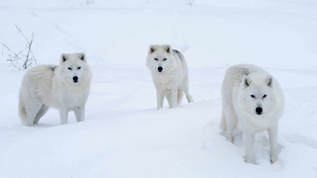 Adorable Tundra Animals - The Canadian Arctic Comes to Life