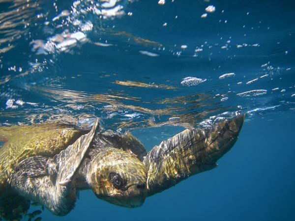 turtle world oceans