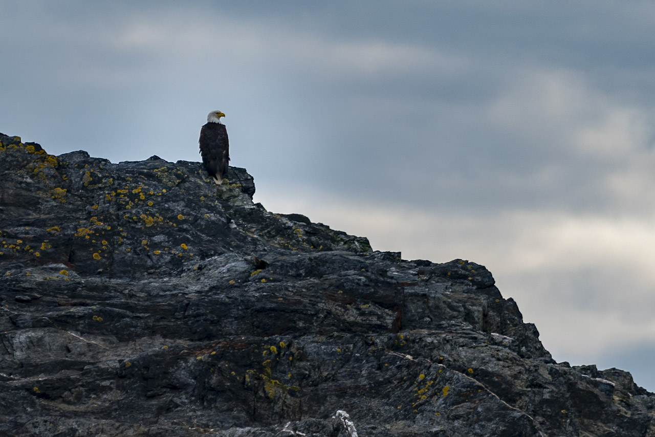 Bald Eagles in alaska