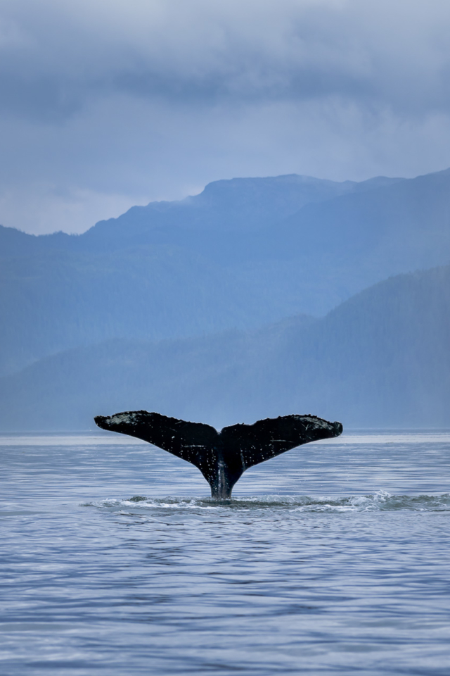 Whale watching in Alaska