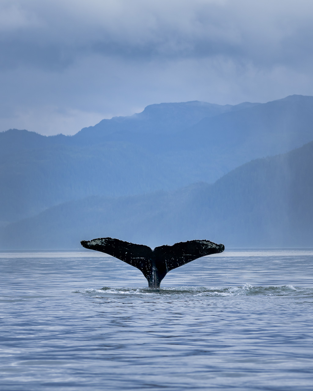 Whale watching in Alaska