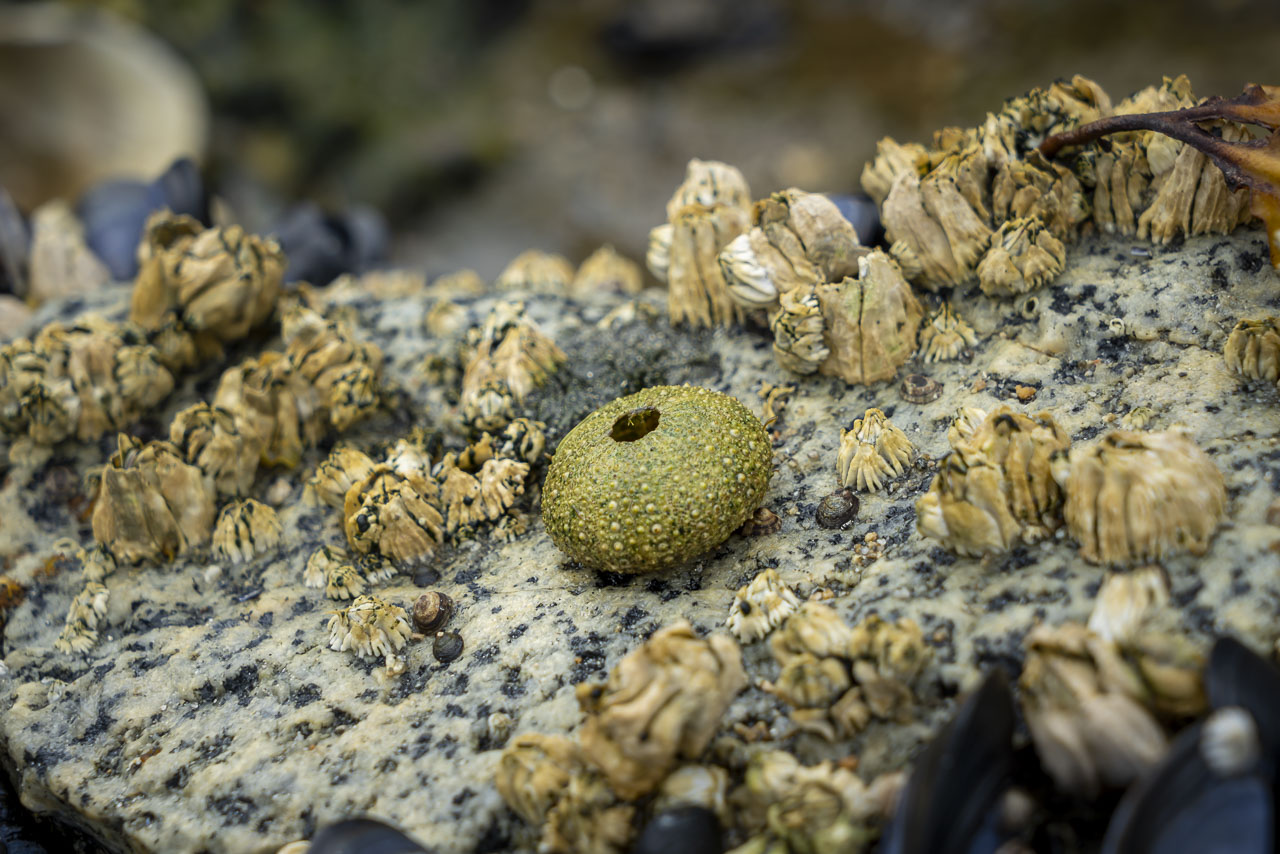 Sea life at low tide