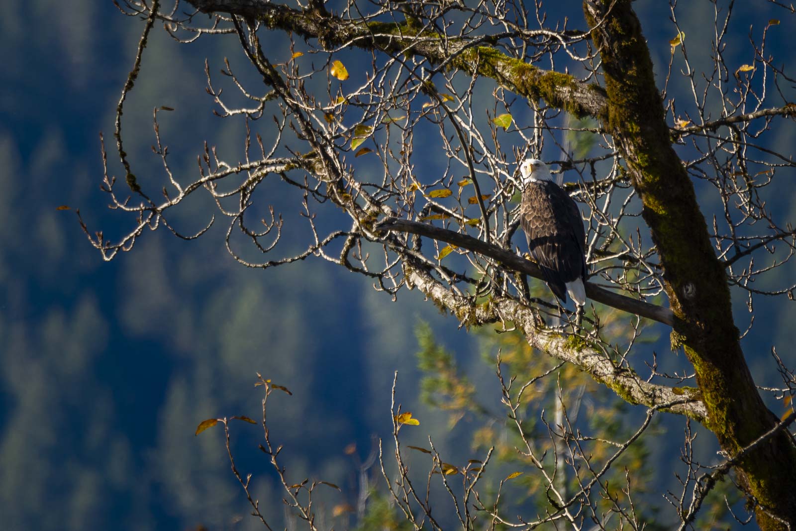 Bald Eagles on the Squamish River