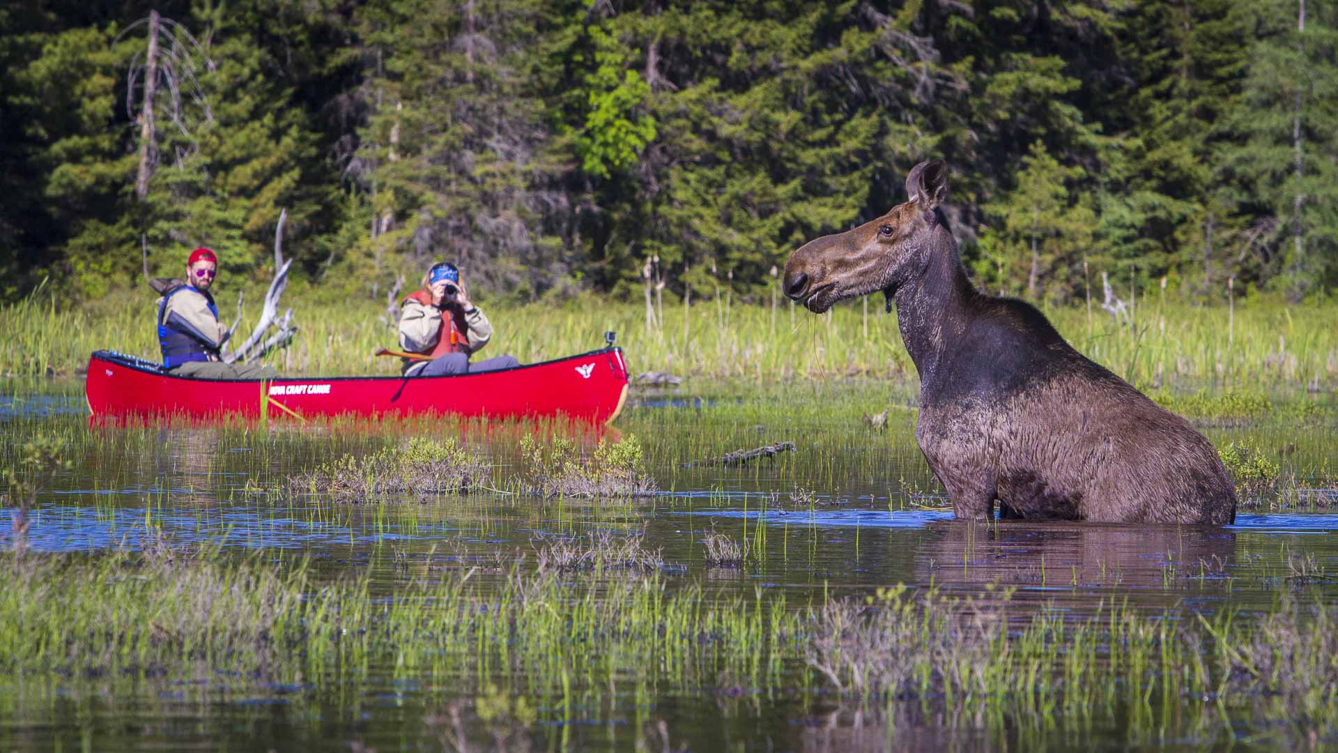 Algonquin Park, Ontario