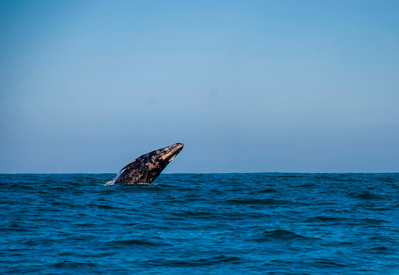 Whale Watching in Monterey California