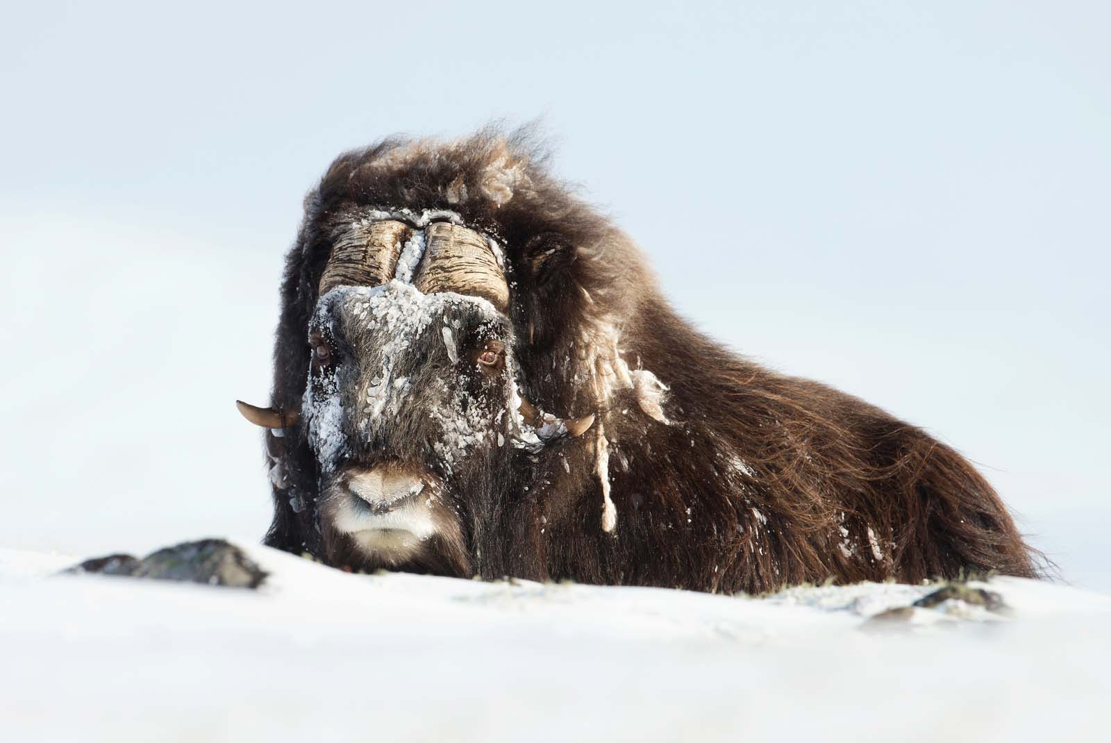 What is there to do in Kuujjuaq Quebec Muskox