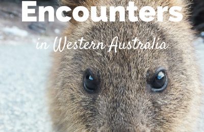 Where to Find 15 Amazing Wildlife Encounters in Western Australia